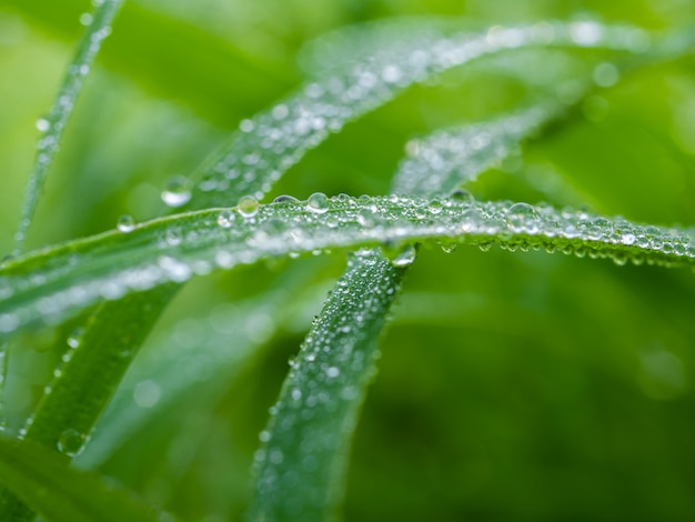 Gocce d'acqua sull'erba verde