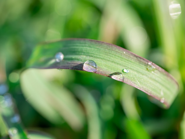 Gocce d'acqua sull'erba