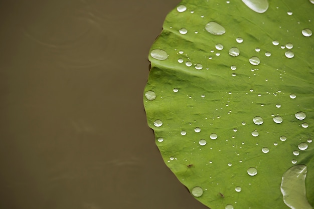 Gocce d&#39;acqua sulla foglia di loto. Concetto di ecologia.