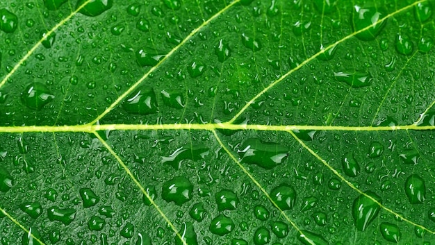 gocce d'acqua sulla foglia verde dopo la pioggia.