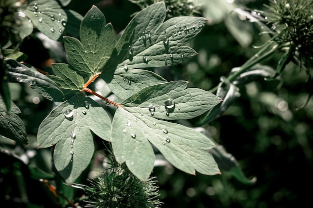 gocce d&#39;acqua sulla foglia verde