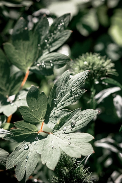 gocce d&#39;acqua sulla foglia verde