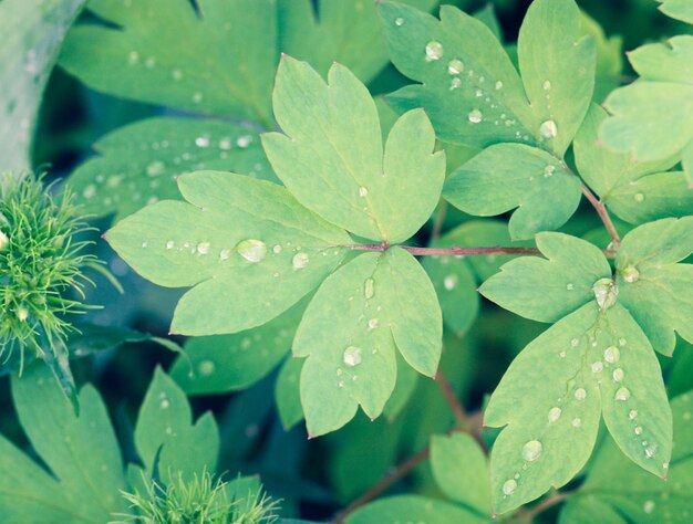 gocce d&#39;acqua sulla foglia verde