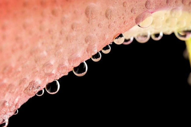 gocce d'acqua sulla macro di fiori di gladiolo su sfondo nero