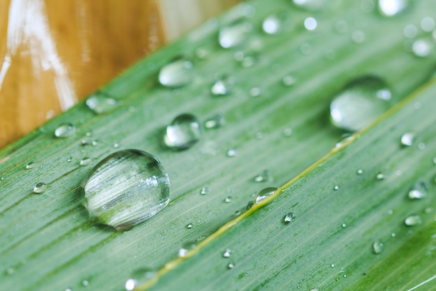 Gocce d&#39;acqua sulle foglie di bambù dopo la pioggia