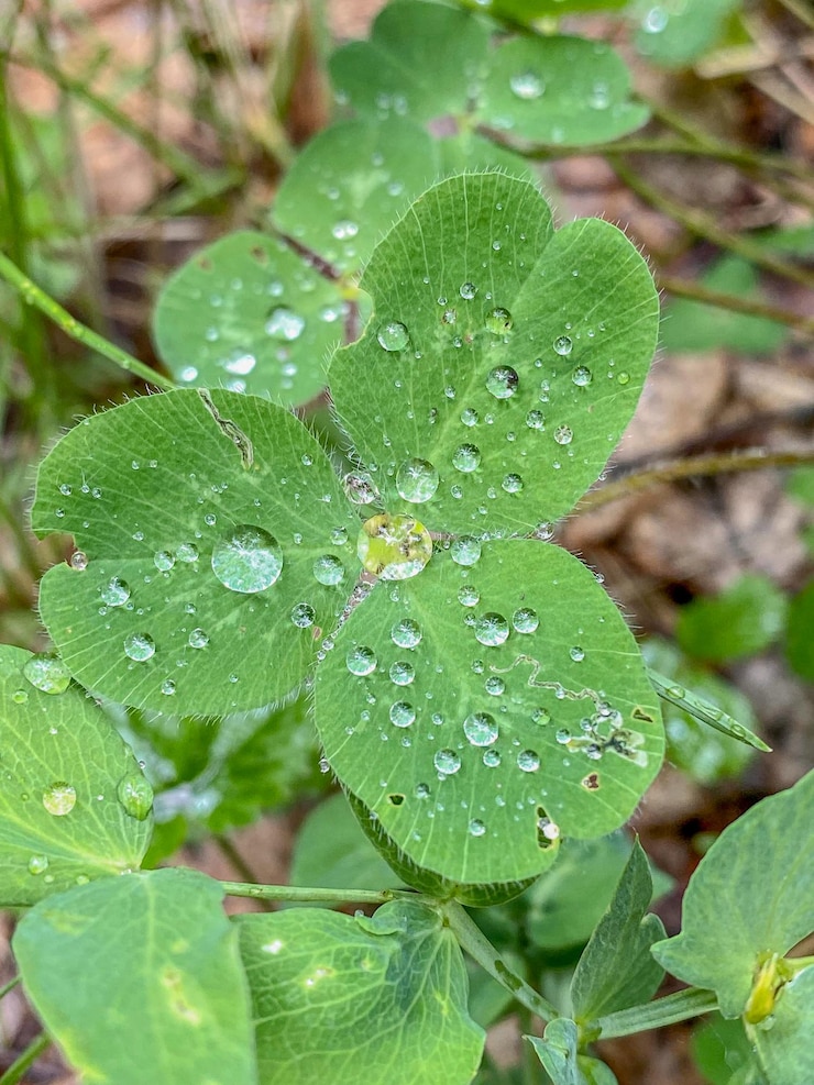 Foto gocce d'acqua sulle foglie di trifoglio verde dopo la pioggia da vicino
