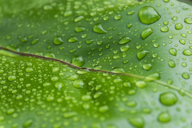 Gocce d&#39;acqua sulle foglie in natura.