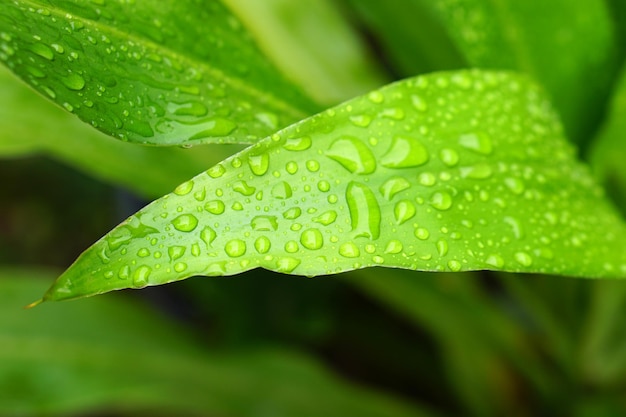 Gocce d'acqua sulle foglie sullo sfondo della natura dopo la pioggia