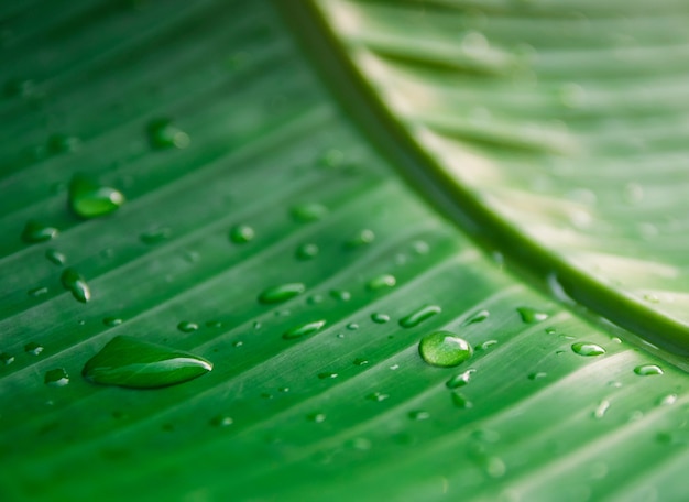 Gocce d'acqua sulle foglie verdi della natura