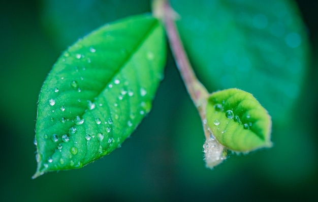 Gocce d'acqua sulle foglie verdi di un albero in giardino