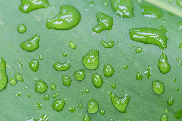 Gocce d&#39;acqua sulle foglie