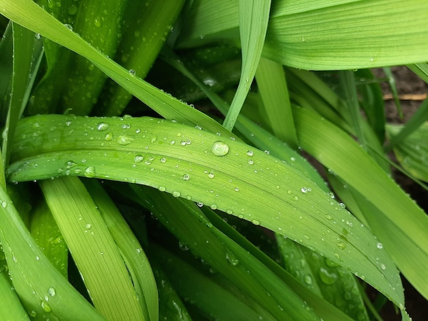 Gocce d&#39;acqua sulle foglie