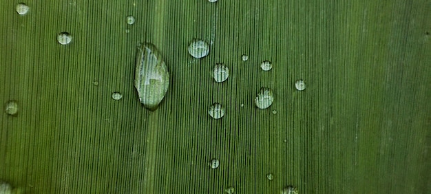 Gocce d&#39;acqua sulle foglie