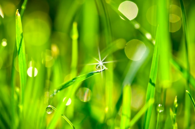 Gocce d'acqua sullo sfondo dell'erba verde