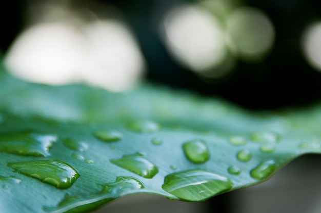 Gocce d&#39;acqua sullo spazio di foglie e sfocatura dello sfondo.