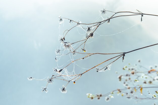 Gocce dell'acqua e del fiore sulla ragnatela