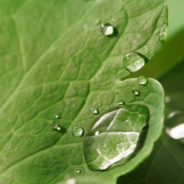 gocce di acqua di rugiada sulla fine della foglia dell'erba verde su