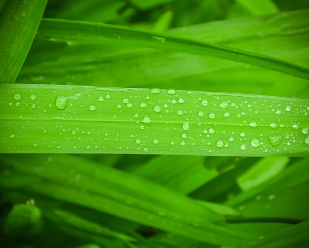 Gocce di pioggia con gocce d'acqua sull'erba verde