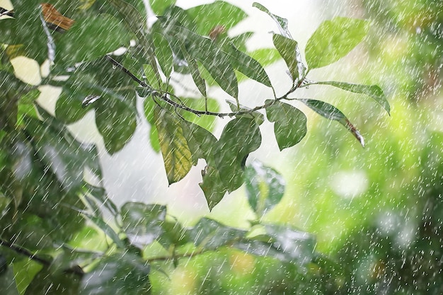 gocce di pioggia / concetto di tempo umido, gocce astratte e getti d'acqua, pioggia autunnale