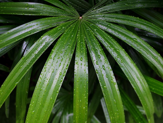 Gocce di pioggia della natura sulle foglie verdi