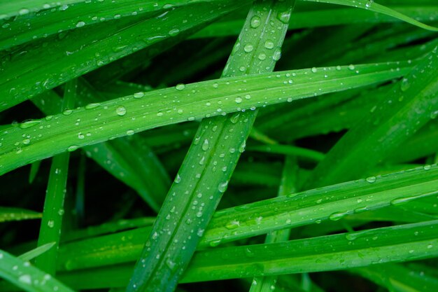 Gocce di pioggia di sfondo sul fiore verde steli fogliame bagnato dopo la pioggia