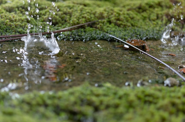 gocce di pioggia in una pozzanghera spruzzi dalla pozzanghena pioggia primaverile