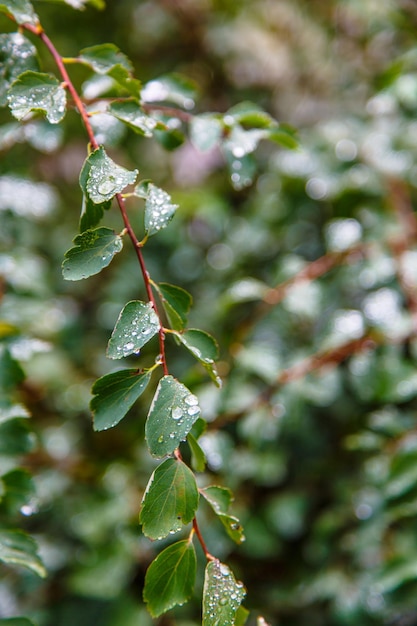 Gocce di pioggia o gocce di rugiada sulle foglie verdi di un ramo di un albero