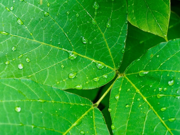 Gocce di pioggia su grandi foglie verdi in giardino