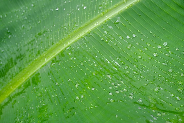 Gocce di pioggia su sfondo di foglie di banana