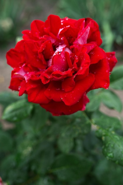 Gocce di pioggia su un fiore di rosa rossa Sfondo sfocato macro Floricoltura giardino giardino