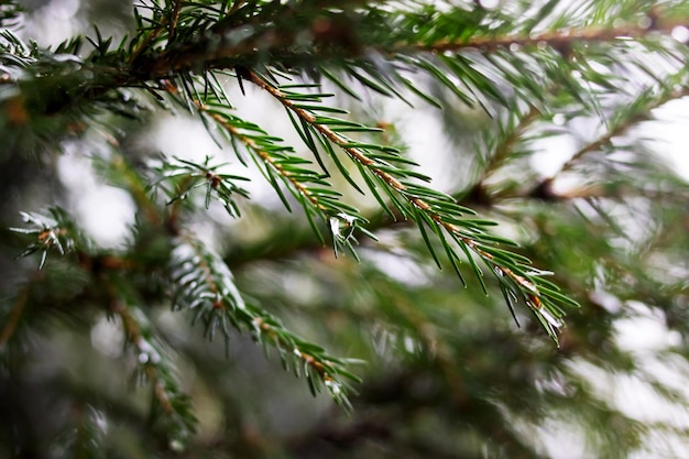 Gocce di pioggia su un ramo di abete verde con aghi