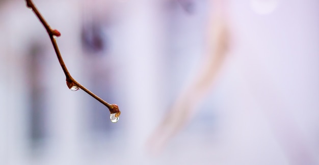 Gocce di pioggia su un ramo di un albero all'inizio della primavera