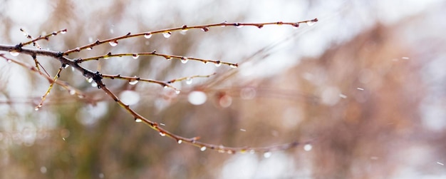 Gocce di pioggia su un ramo nudo in primavera durante lo scioglimento della neve