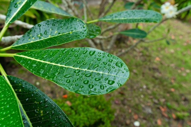 Gocce di pioggia su una foglia di plumeria verde in giardino dopo la pioggia.