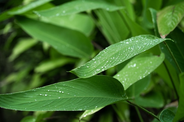 Gocce di pioggia su una foglia verde. Idratazione naturale delle piante.