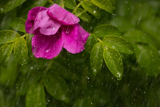 Gocce di pioggia su una rosa selvatica fiorita