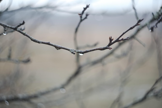 Gocce di pioggia sui rami degli alberi in una giornata piovosa gocce di pioggia pendono sul ramo con sfondo sfocato