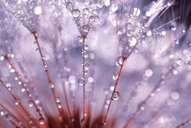 gocce di pioggia sul seme del fiore di tarassaco nei giorni piovosi in primavera