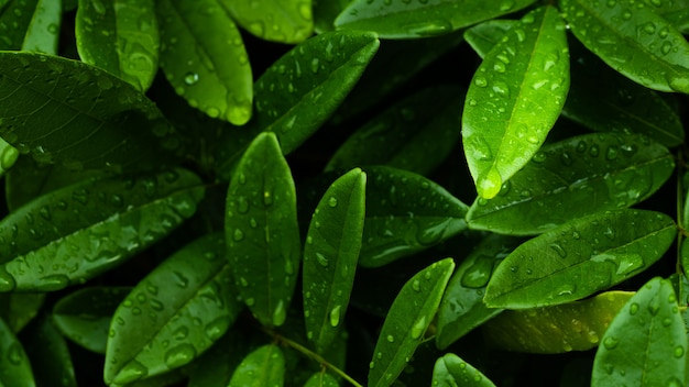 Gocce di pioggia sulla foglia verde del fogliame scuro dopo pioggia nel fondo di stagione delle pioggie