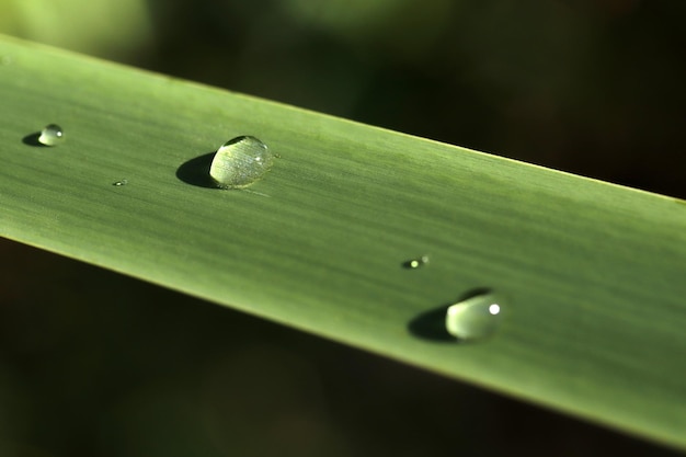 Gocce di pioggia sulla foglia verde