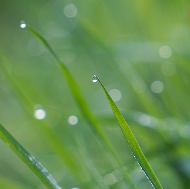 gocce di pioggia sulla pianta di erba verde nel giardino