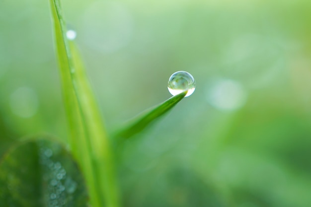 gocce di pioggia sulla pianta di erba verde nel giardino