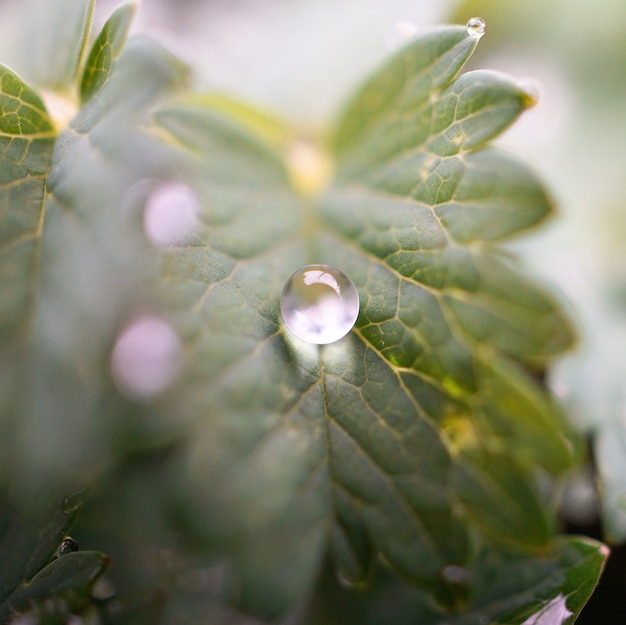 gocce di pioggia sulla pianta verde lascia nella natura