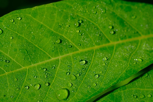 gocce di pioggia sulla superficie delle foglie di manioca. rugiada mattutina e pioggia. sfondo del concetto di natura.