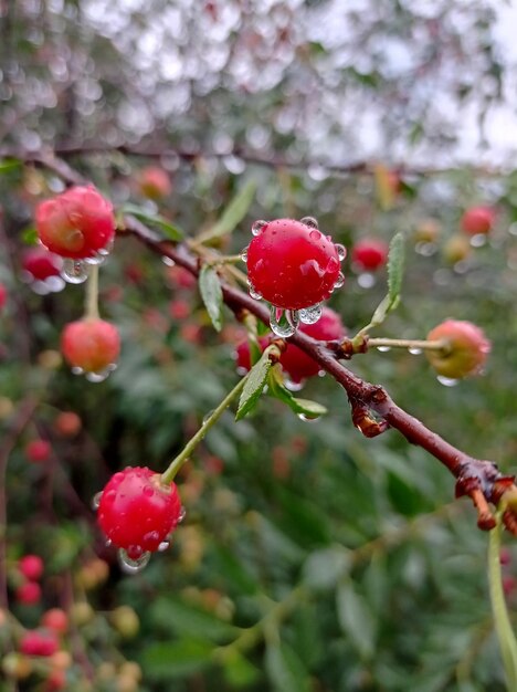 gocce di pioggia sulle bacche ciliegie in giardino