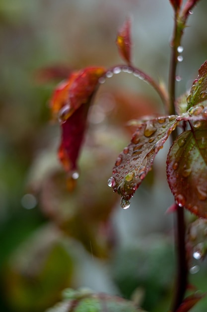 gocce di pioggia sulle foglie di rose da giardino