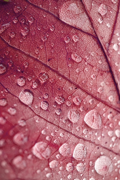 gocce di pioggia sulle foglie rosse nella stagione autunnale, sfondo rosso