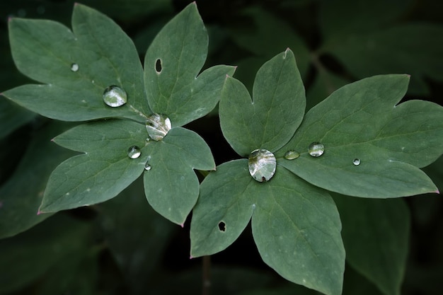 Gocce di pioggia sulle foglie su sfondo verde scuro sfocato primo piano Gocce d'acqua dopo la pioggia sulla pianta in giardino