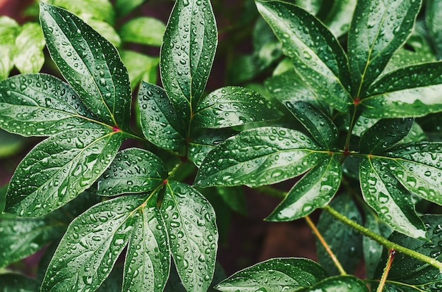 Gocce di pioggia sulle foglie verdi di una peonia