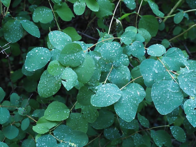 gocce di pioggia sulle foglie